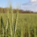 FoodSec2_wheat_CSIRO Wheat