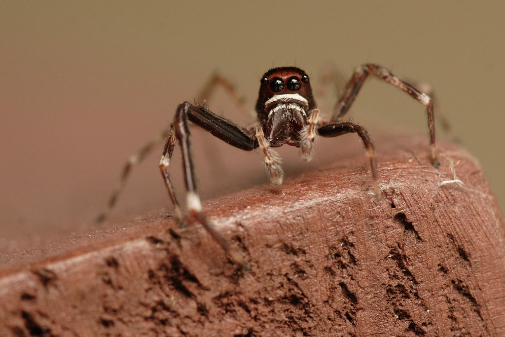 friend or foe how do you feel about the insects and spiders living