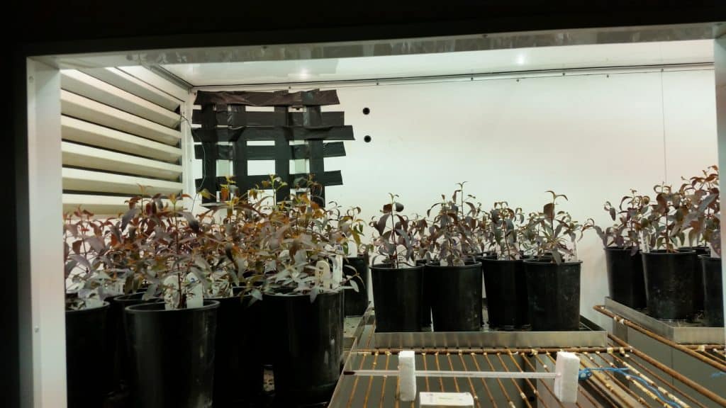 Eucalyptus grandis seedlings growing in growth cabinets in the lab.