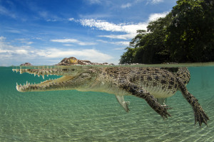 73 - 4208 - Saltwater Crocodile