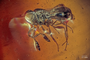 A tiny parasitic wasp in dark Cape York amber, credit: Geoff Thompson