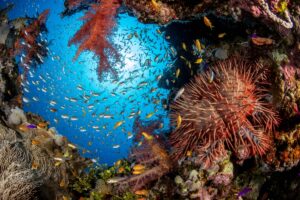 Swarm of fish