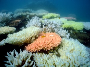 Bleaching-North Keppel-berkelmans