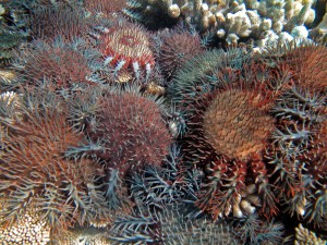 COTS_0703_075a