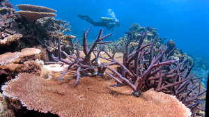 Where space is limited and occupied by fast-growing corals like staghorn and plate corals, colonies often 'engulf' or overtop each other. Scarring where the two colonies touch indicates active competition among individuals.