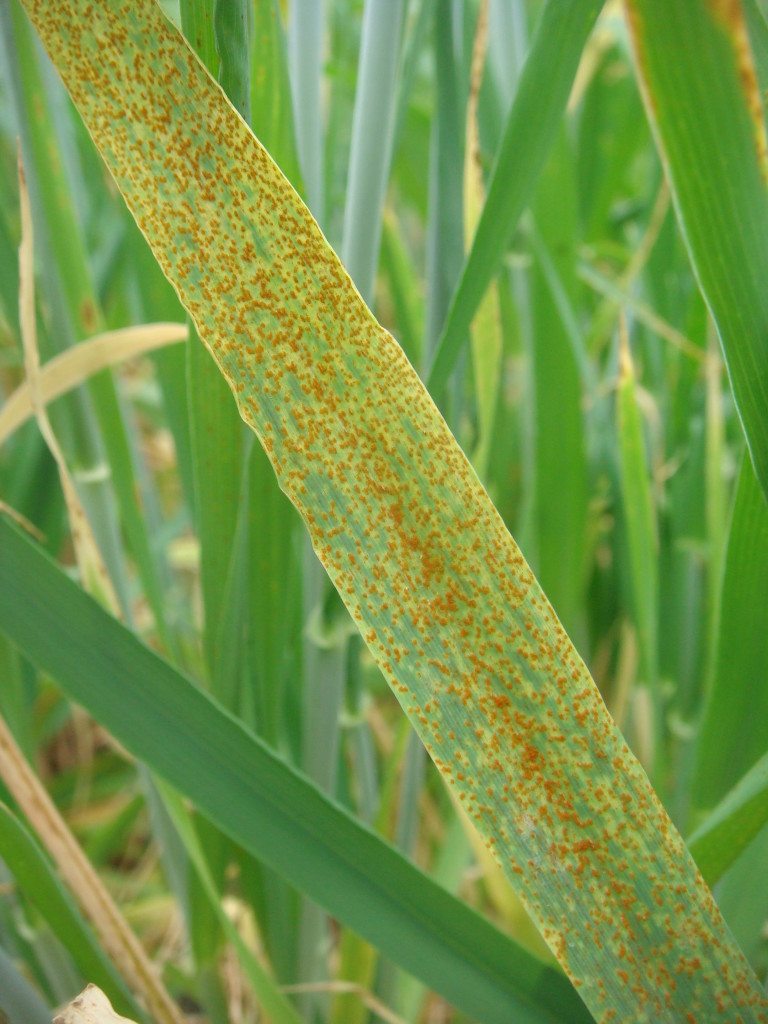 Dr Lee Hickey - rust on barley