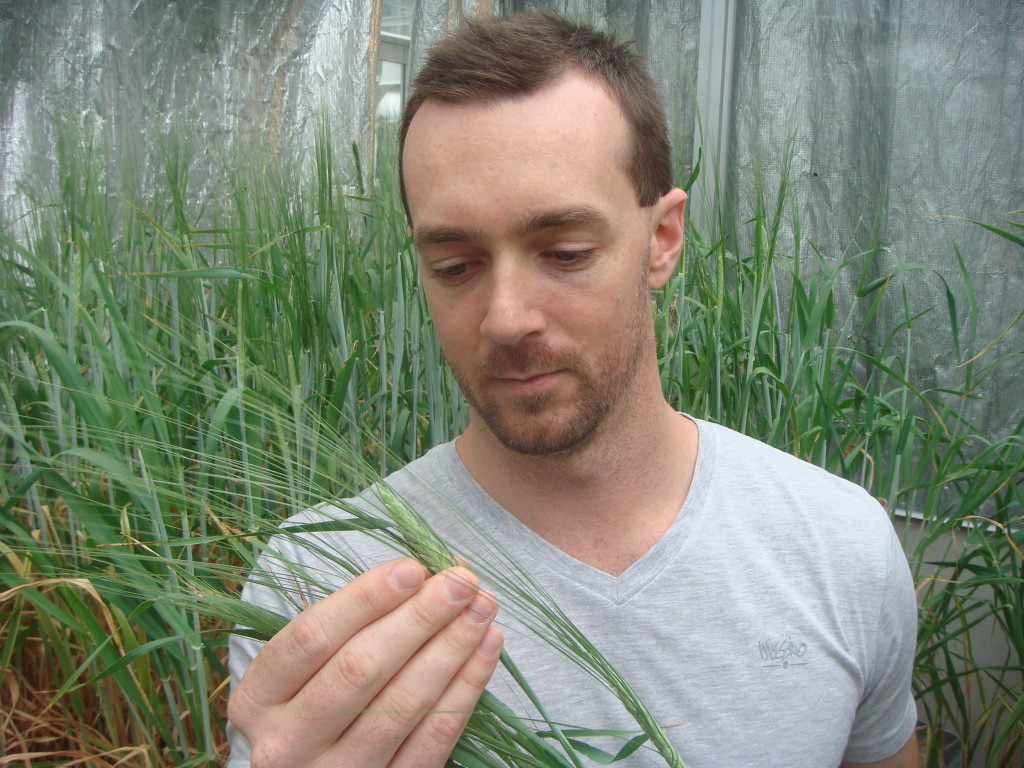 Dr Lee Hickey - rust on barley2