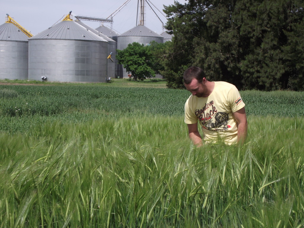 Dr Lee Hickey - rust on barley3