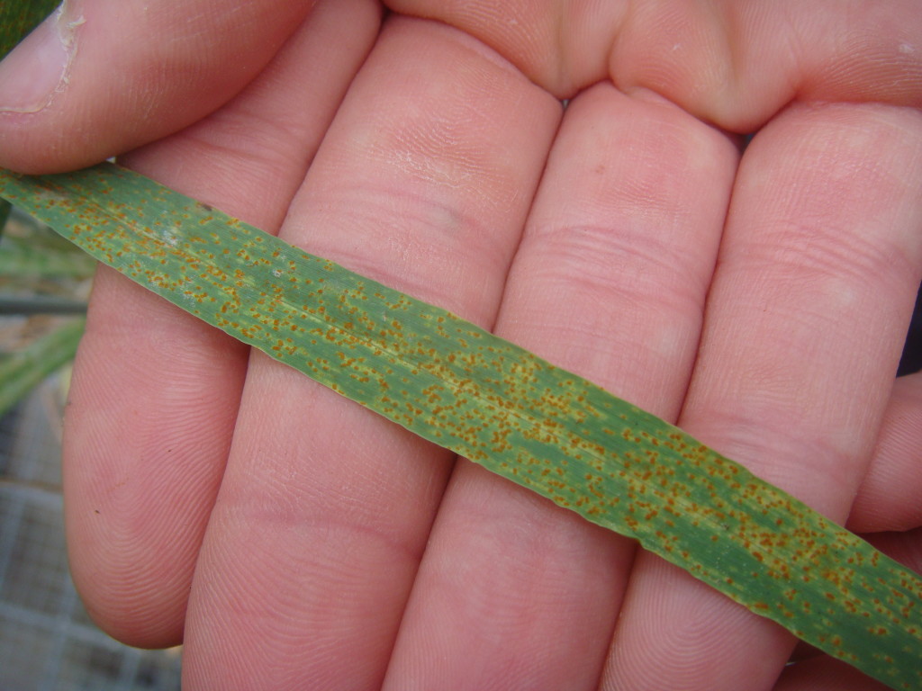 Dr Lee Hickey - rust on barley4