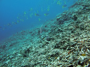 GannettCay_V21 217