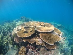 Inshore reefs in the far northern GBR have avoided declines seen elsewhere on the GBR in the last 27 years