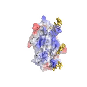 •Surface representation of the m04 protein coloured according to the charge (red is negative charge, blue is positive). The surface is decorated with 3 sugar moieties (yellow dots).