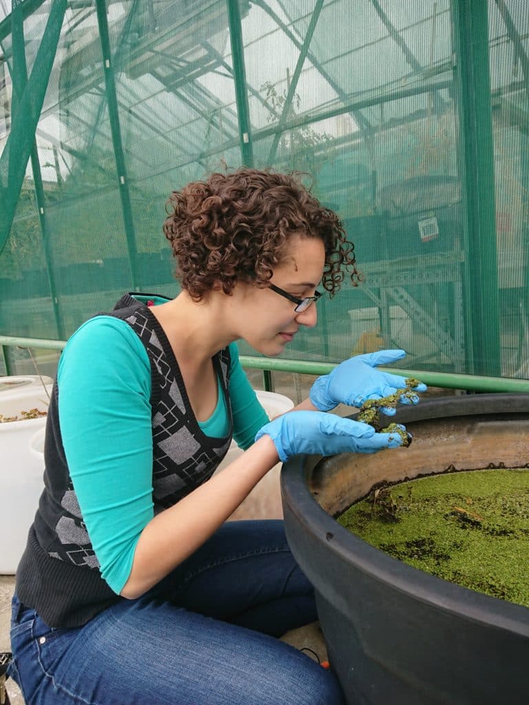 Researcher Charlene Trestrail examine algae for plastic fragments.