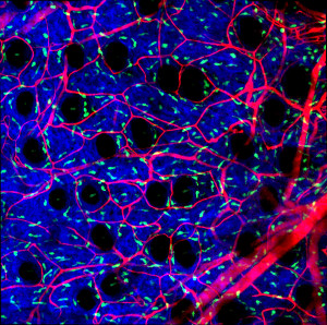 Mast cells (green) distributed evenly throughout the skin, with blood vessels shown in red and the collagen matrix depicted in blue.