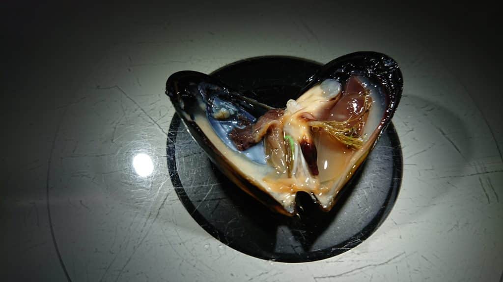 An opened mussel shell shows small plastic fragments in its gut. 