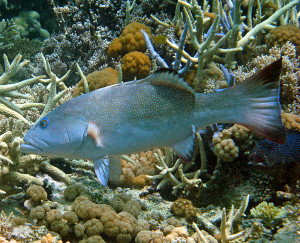 Coral trout (Plectropomus leopardus) courting. Image: LTMP © AIMS 