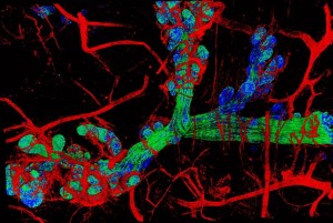 Probing the breast in 3D