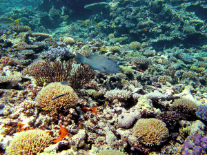 This coral trout (Plectropomus leopardus) was being cleaned by cleaner wrasse and posed for the photo. Image: LTMP © AIMS 