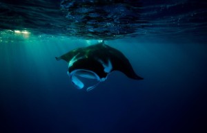 Reef manta ray feeding