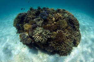Isolated coral reefs rely heavily on the local production of larvae to recover from disturbances. However, isolation from anthropogenic pressures can outweigh the costs of limited connectivity, enabling recovery through high growth and survival of the remaining corals and their offspring (credit: N Thake)