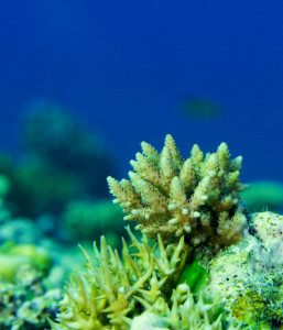 Given the lack of connectivity to other reefs within the region, the recovery of corals at Scott Reef following mass bleaching was attributed to their high growth and survival, particularly for the smallest colonies. This was facilitated by favourable habitat conditions, such as clear water, a high cover of coralline algae, a low cover of macroalgae and other competitors, and an abundance of herbivorous fishes (credit: N Thake).