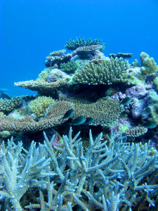 Scott Reef had largely recovered from a catastrophic mass bleaching of corals within twelve years of the disturbance, despite the lack of connectivity to other reefs in the region. The rate of recovery was attributed to the lack of many local anthropogenic pressures affecting reefs around the world, such as degraded water quality and overfishing of herbivores (credit: J Gilmour)