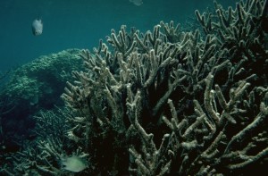 Mass bleaching at Scott Reef in 1998 affected all corals, reducing coral cover by around 80%. The fields of branching corals (foreground) were the worst affected, whereas the massive corals (background) were less affected and characterised the communities in the early post-bleaching years (credit: L Smith).