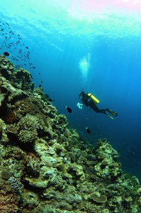 Scott Reef is an isolated group of three reefs near the edge of north-western Australia's continental slope. A collaborative research program has been running at Scott Reef for almost twenty years (credit: N Thake).