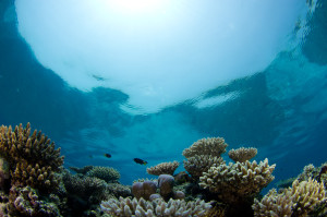 Scott Reef had largely recovered from a catastrophic mass bleaching of corals within twelve years of the disturbance, despite the lack of connectivity to other reefs in the region. The rate of recovery was attributed to the lack of many local anthropogenic pressures affecting reefs around the world, such as degraded water quality and overfishing of herbivores (credit: N Thake)