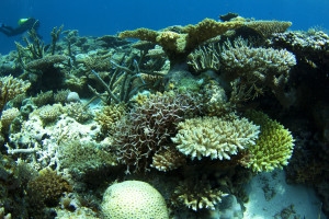 Scott Reef had largely recovered from a catastrophic mass bleaching of corals within twelve years of the disturbance, despite the lack of connectivity to other reefs in the region. The rate of recovery was attributed to the lack of many local anthropogenic pressures affecting reefs around the world, such as degraded water quality and overfishing of herbivores (credit: N Thake).