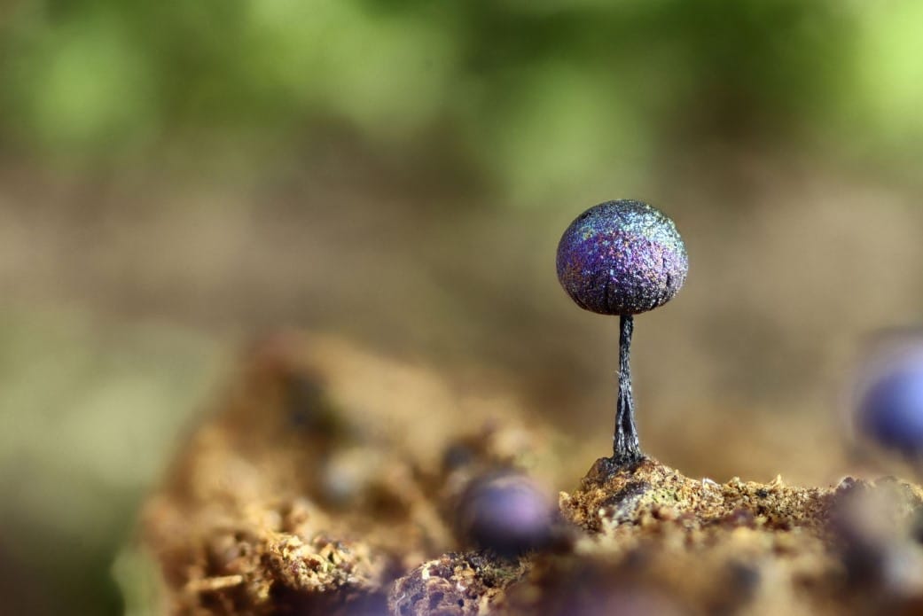 Giant Poo Palace. Milking snakes. Devil cancer. And the surprising beauty of slime moulds.