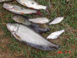 Southeast Asian freshwater fish may be infected with larval stages of the parasite, which is then ingested by humans. Credit: Professor Banchob Sripa