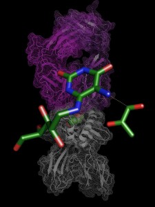 T-cell activation by transitory antigens