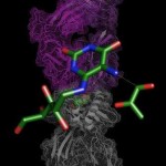 T-cell-activation-by-transitory-antigens_small