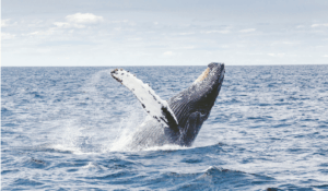 Whale in water