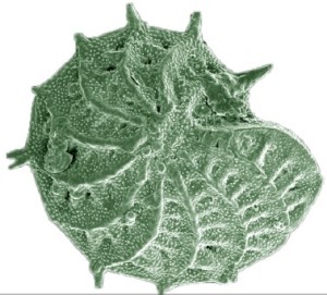 scanning electron microscope image of fossilized foraminifera