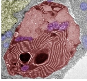 transmission electron microscope image of cellular organelles in zebrafish