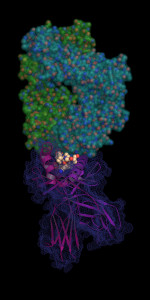 How the TCR (space filling, on top) binds to the DQ2 molecule (ribbon and mesh) that is presenting the gluten peptide (cpk format)