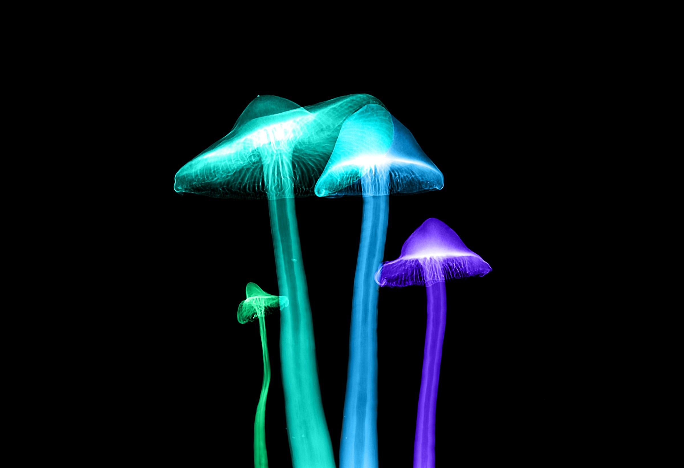 Psychedelics; beer science; The Clitoral Chronicles; Aussie flower power - Science in Public