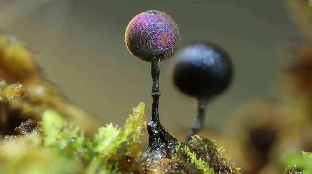 Giant Poo Palace. Milking snakes. Devil cancer. And the surprising beauty of slime moulds.