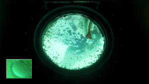 The window needs cleaning periodically by a diver. Credit: Nadia Astari