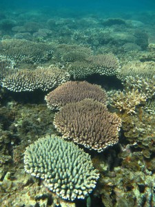 3 morphs Amillepora_by LKBay