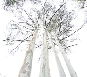 Eucalyptus grandis