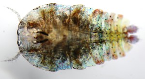 Prismatic Life, Sapphirina, credit: Henry J Uribe-Palomino