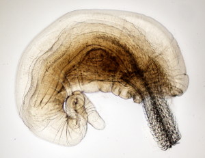 Thorny-Headed Worm, Credit: Aileen Elliot