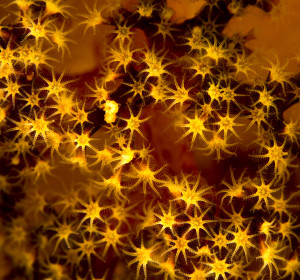 Soft Coral, credit: Gary Cranitch