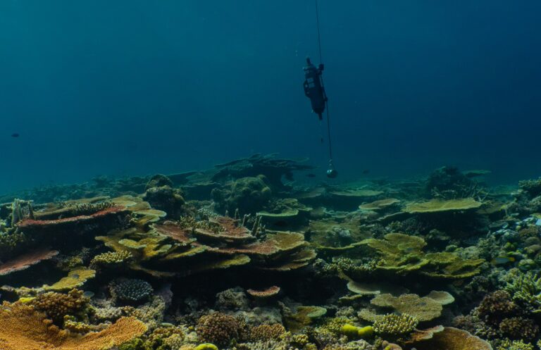 The Great Barrier Reef has a microbiome too