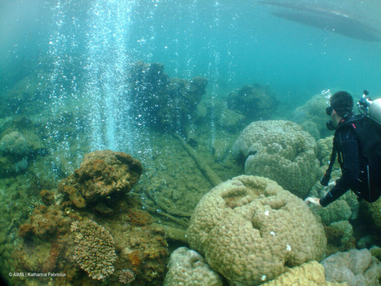 Volcanic bubbles help foretell the fate of coral in more acidic seas