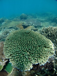 Amillepora by LK Bay