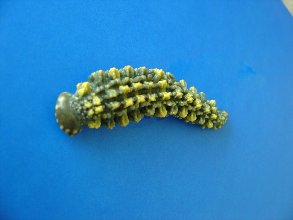 Parasite